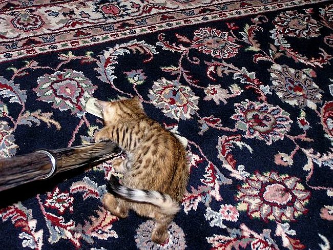 Lance loves to help vacuum